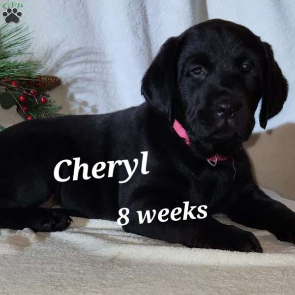Cheryl, Fox Red Labrador Retriever Puppy